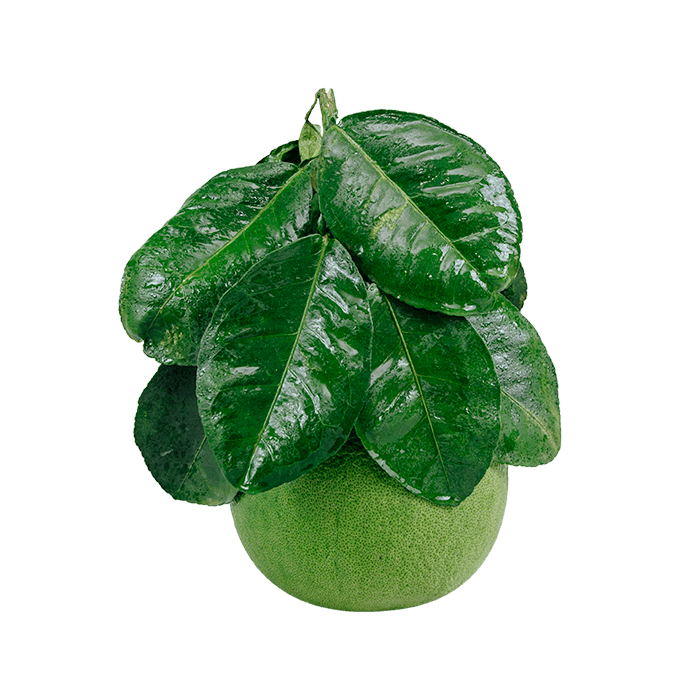Pomelo